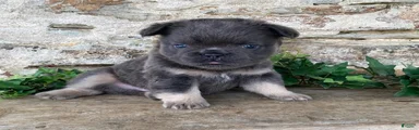 Hank- fluffy
