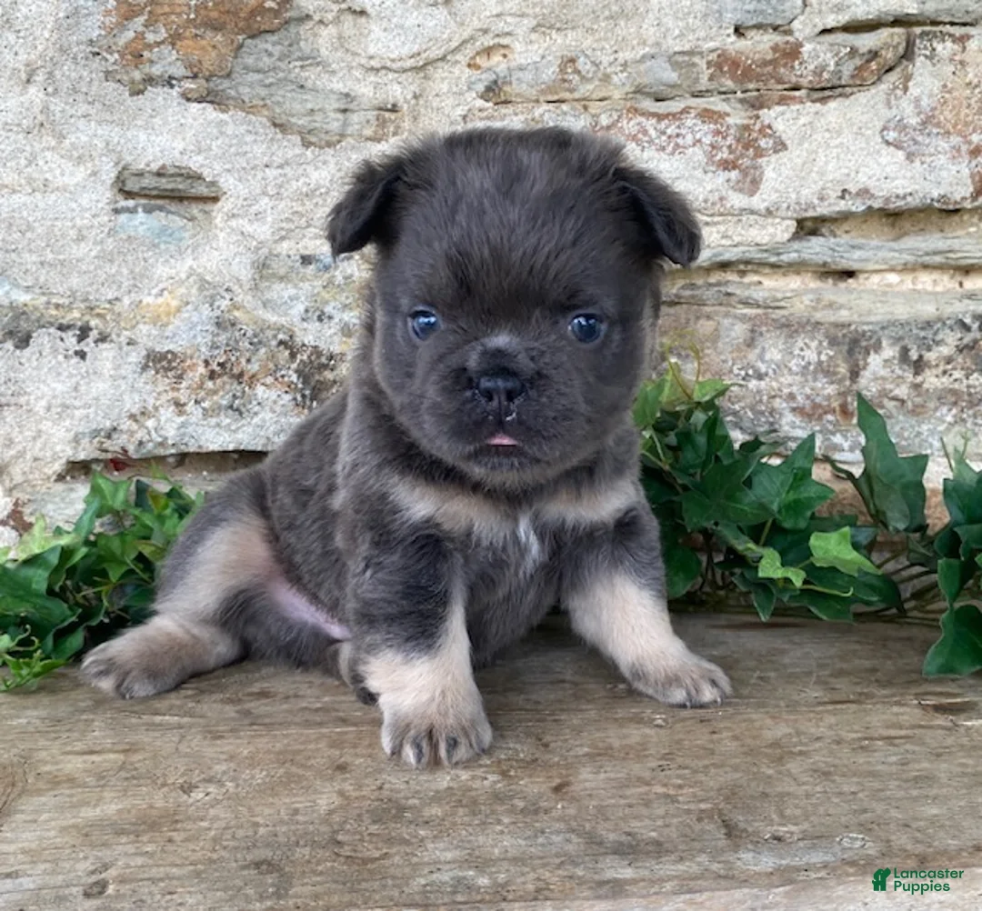 French Bulldog dogs for sale: Hank- fluffy - Ad 1