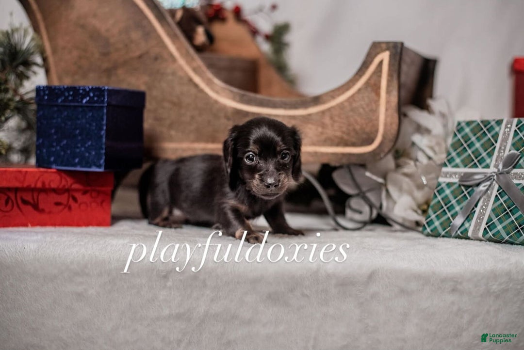 Miniature Dachshund dogs for sale: Orange Collar Boy Black & Tan Dachshund  - Ad 1