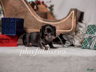 Miniature Dachshund dogs Orange Collar Boy Black & Tan Dachshund - Ad 6