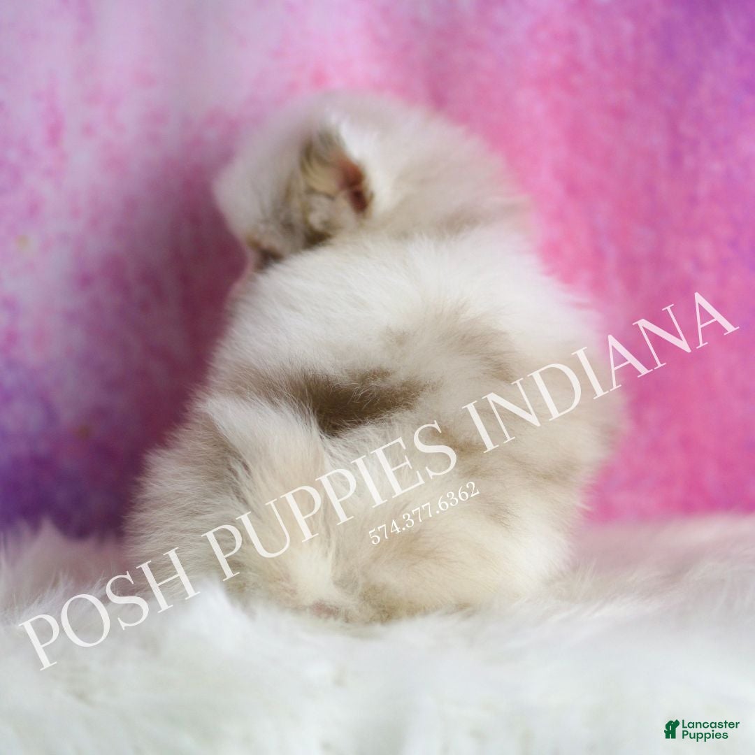 Pomeranian dogs for sale: Chai - Ad 7