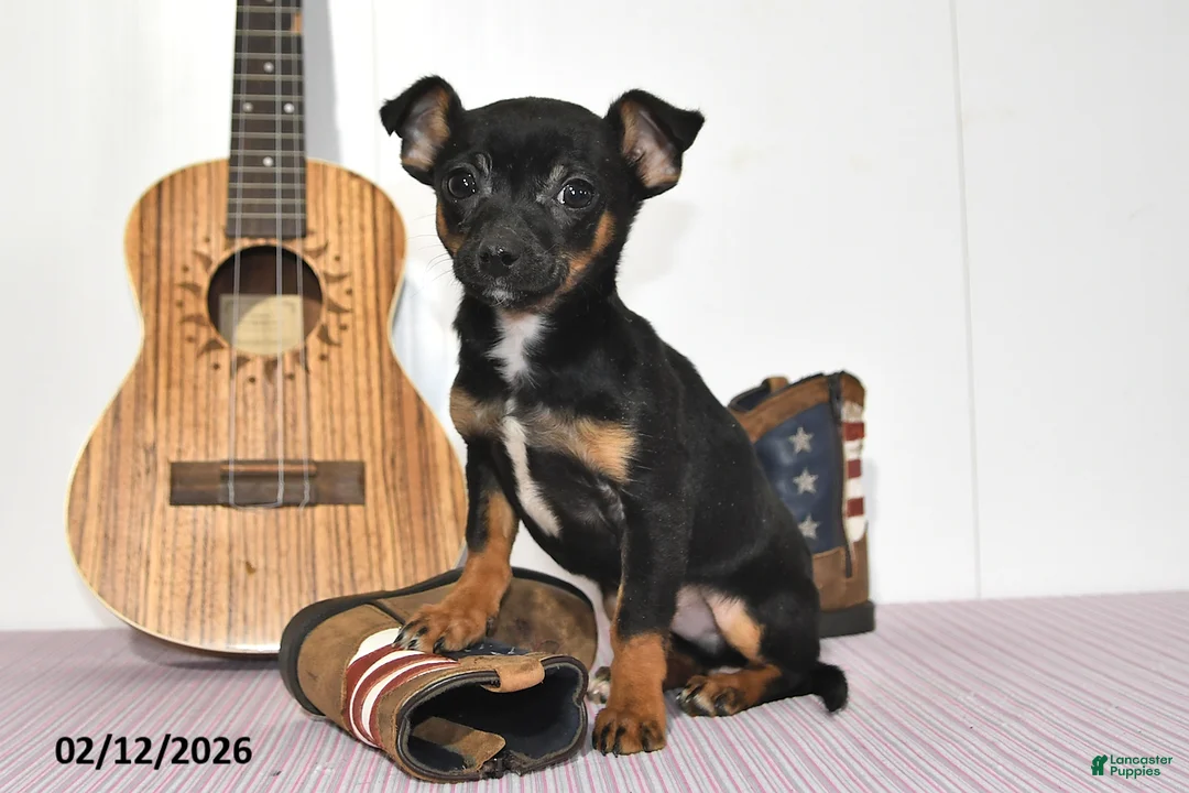 Chihuahua dogs for sale: Tyson - Ad 5