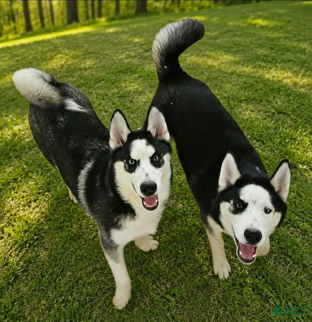 Siberian Husky dogs for sale: Hess - Ad 2