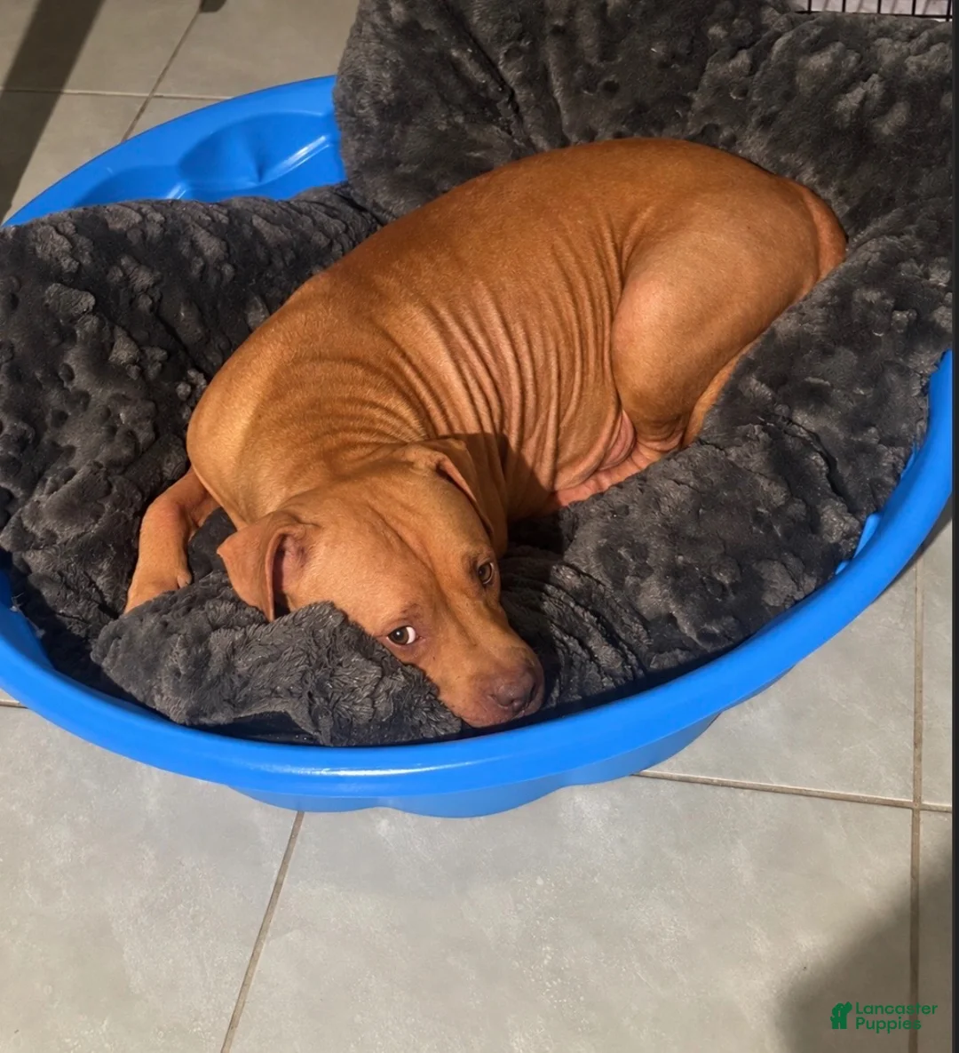 American Pit Bull Terrier dogs for sale: Tiny - Ad 2