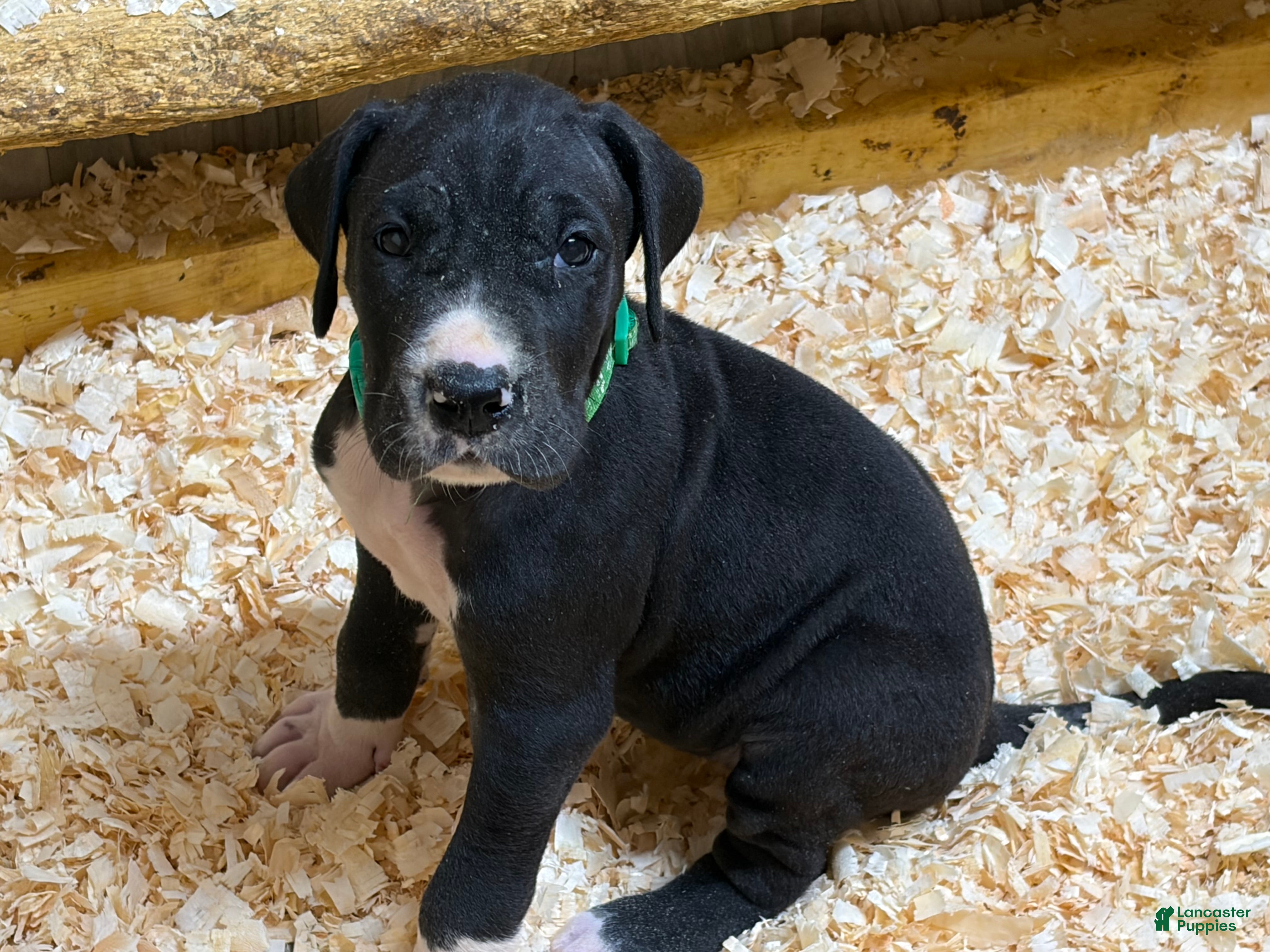 Great Dane dogs Montana  - Ad 1