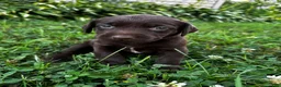 Labrador Retriever dogs for sale: Summer - Ad 15