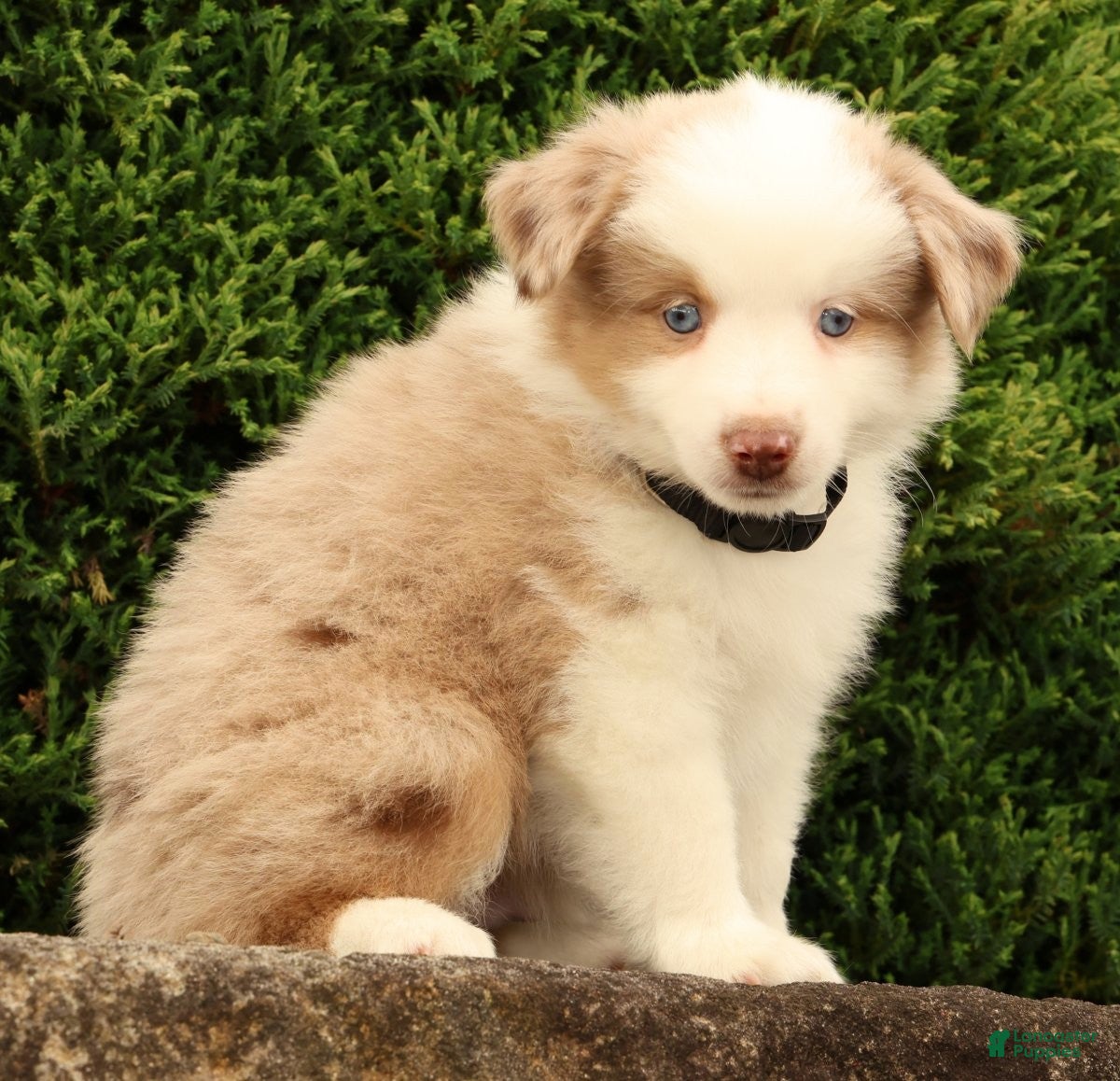 Miniature Australian Shepherd dogs Fritz - Ad 2