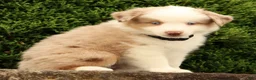Miniature Australian Shepherd dogs for sale: Fritz - Ad 2
