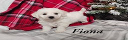 Teddy Bear dogs for sale: Fiona  - Ad 1