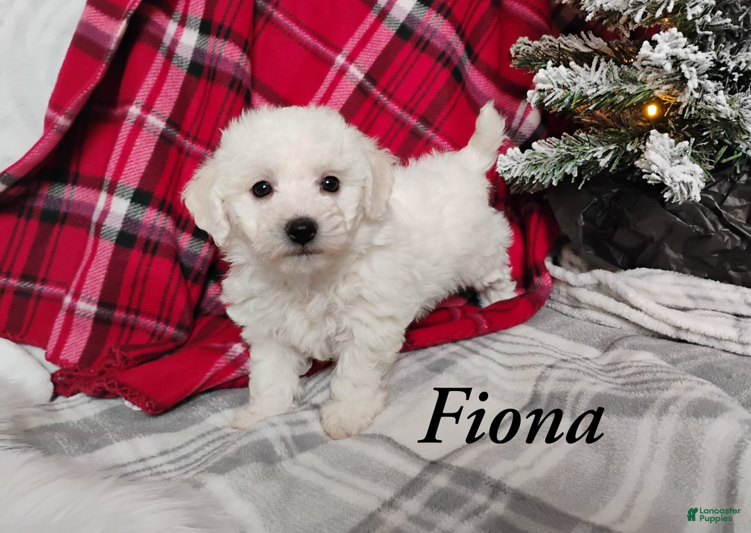Teddy Bear dogs for sale: Fiona  - Ad 1