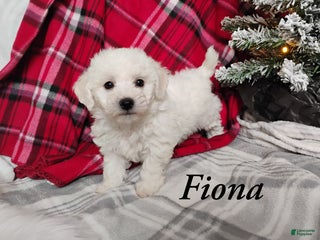 Teddy Bear dogs Fiona - Ad 19