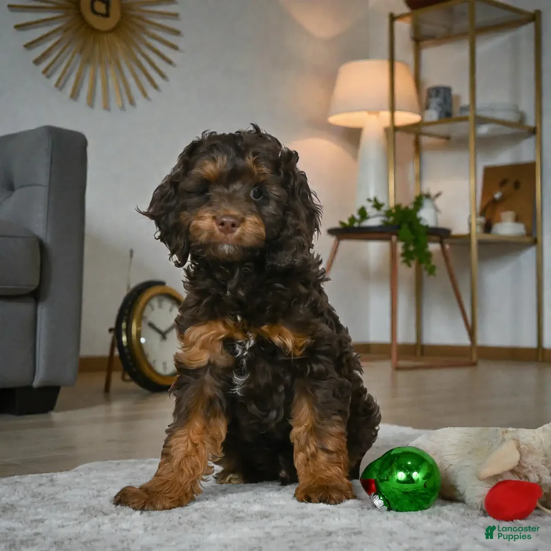 Cockapoo dogs for sale: hunter - Ad 7