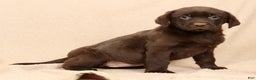 Labrador Retriever dogs for sale: Molly - Ad 6