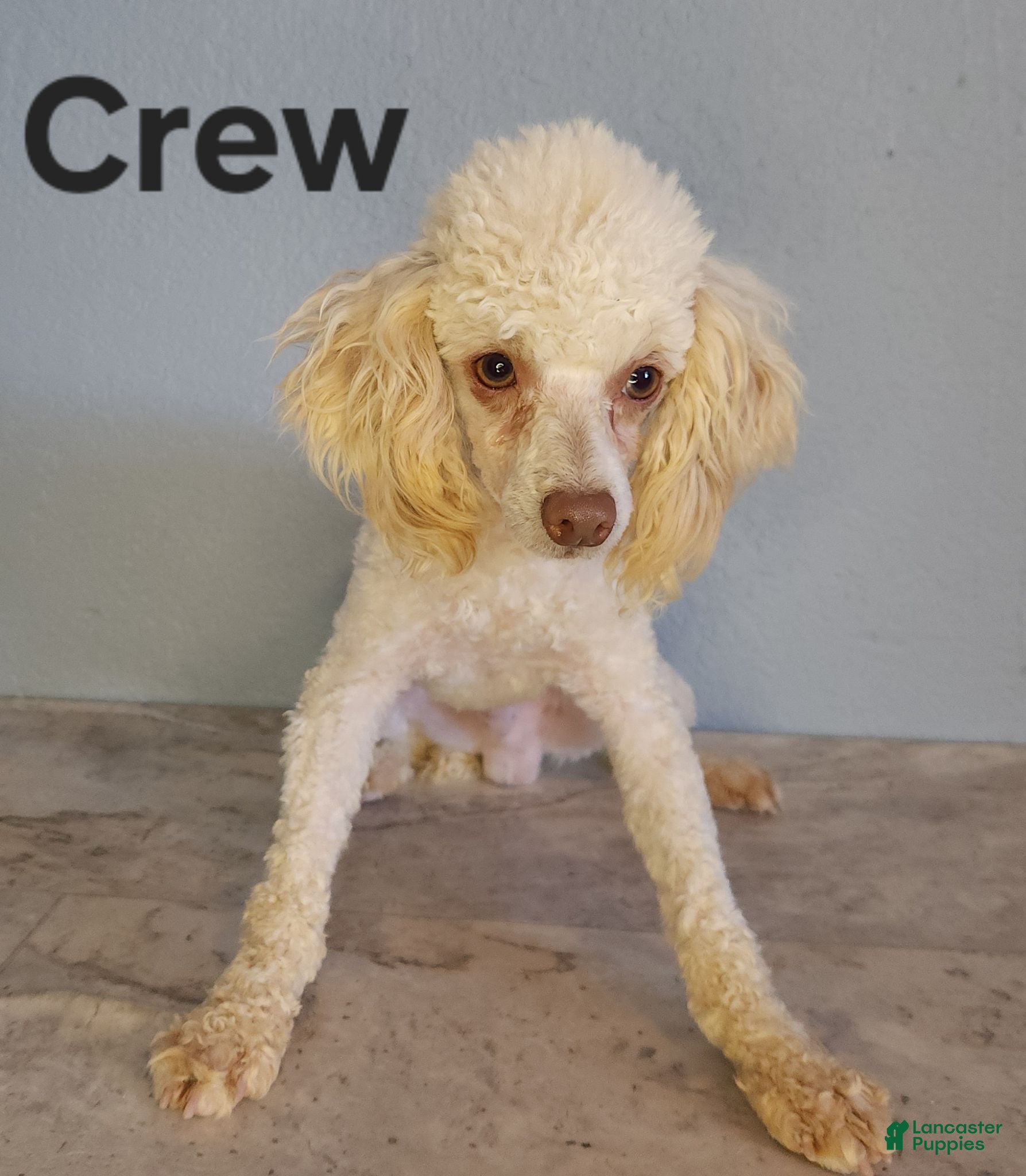 Miniature Poodle dogs Crew - Ad 1
