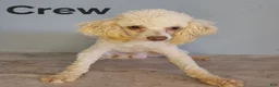 Miniature Poodle dogs for sale: Crew - Ad 1
