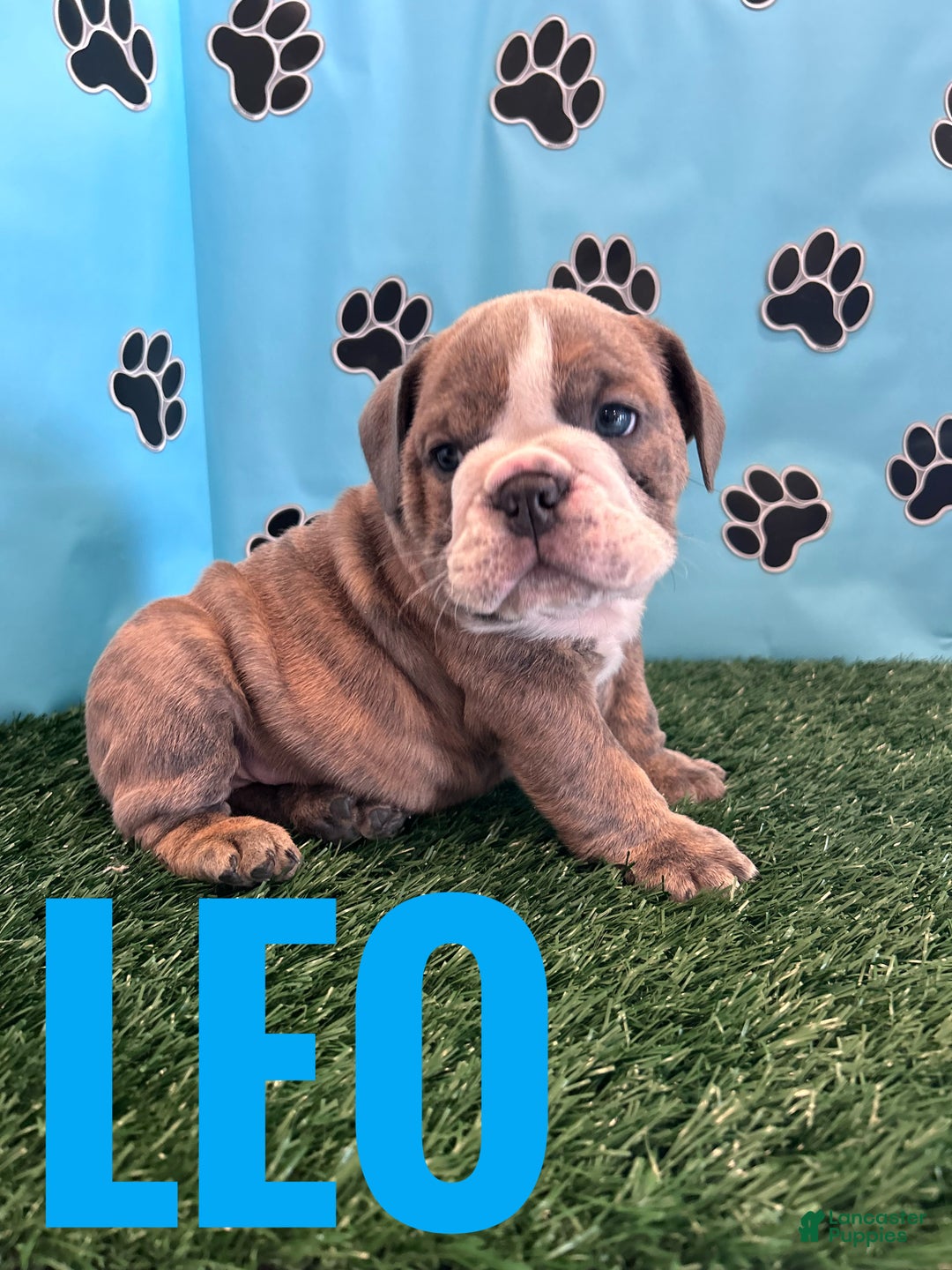 English Bulldog dogs for sale: LEO - Ad 3