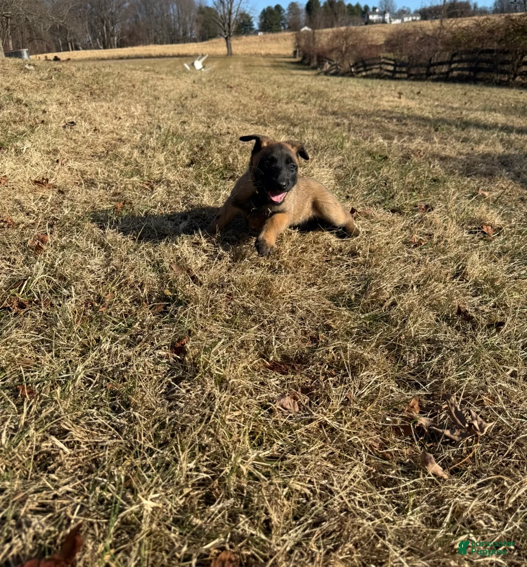 Belgian Malinois dogs for sale: Belgian Malinois Puppy 9 - Ad 3