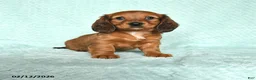 Miniature Dachshund dogs for sale: Daisy - Ad 1