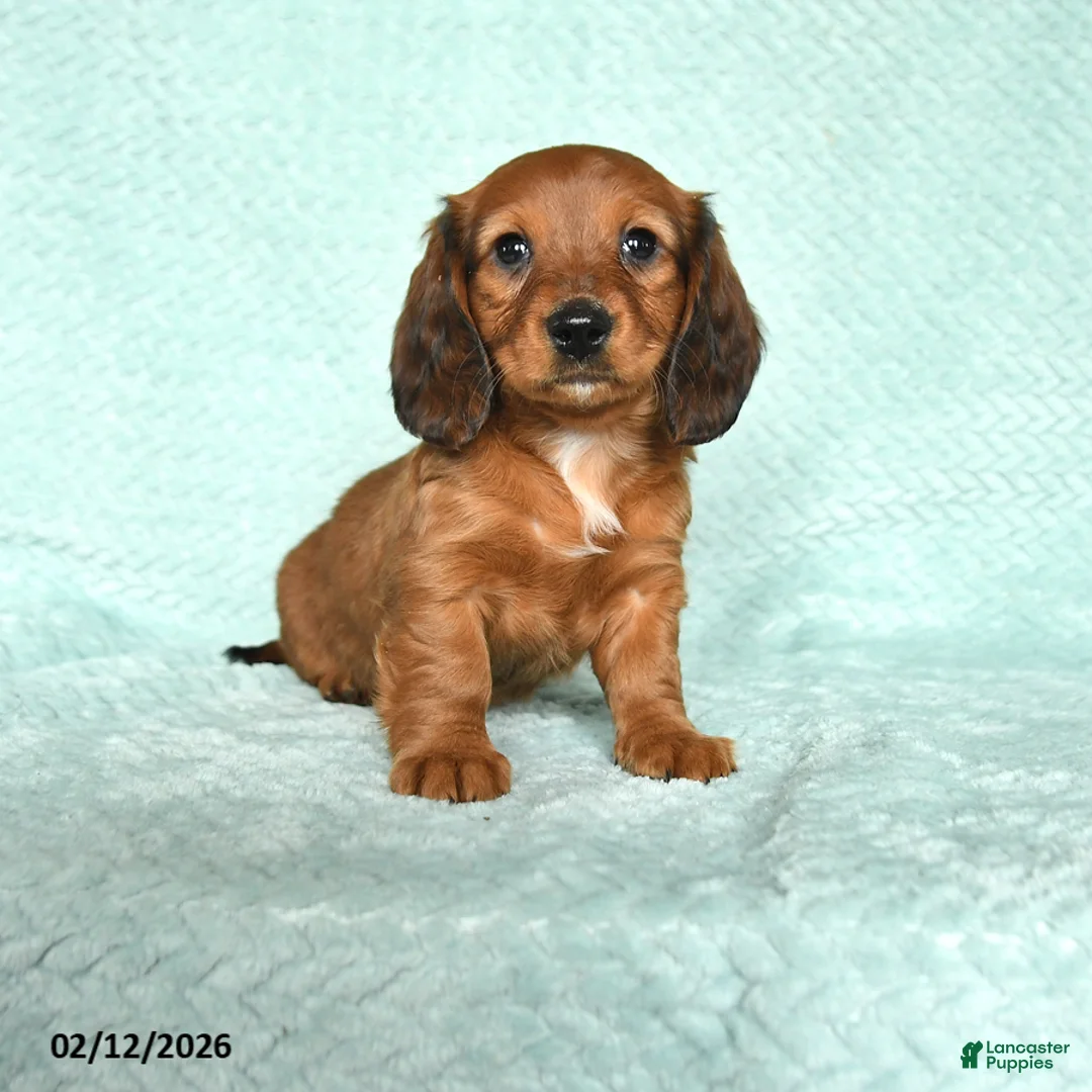 Miniature Dachshund dogs for sale: Daisy - Ad 1