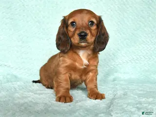 Miniature Dachshund dogs Daisy - Ad 26
