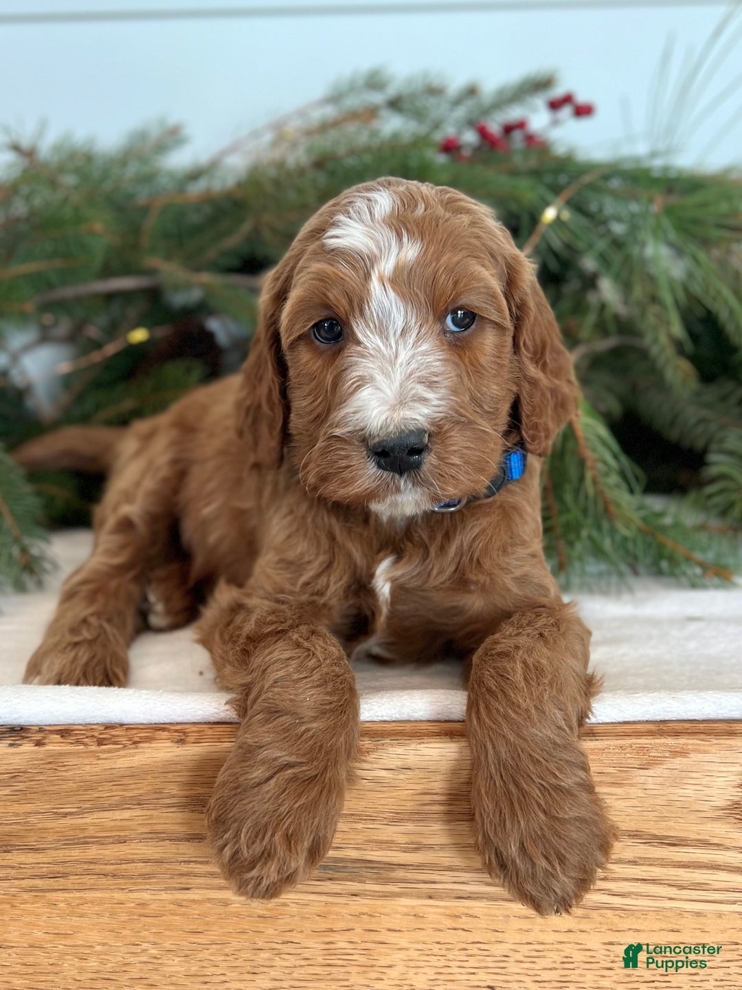 Irish Doodle dogs for sale: Theodore  - Ad 2