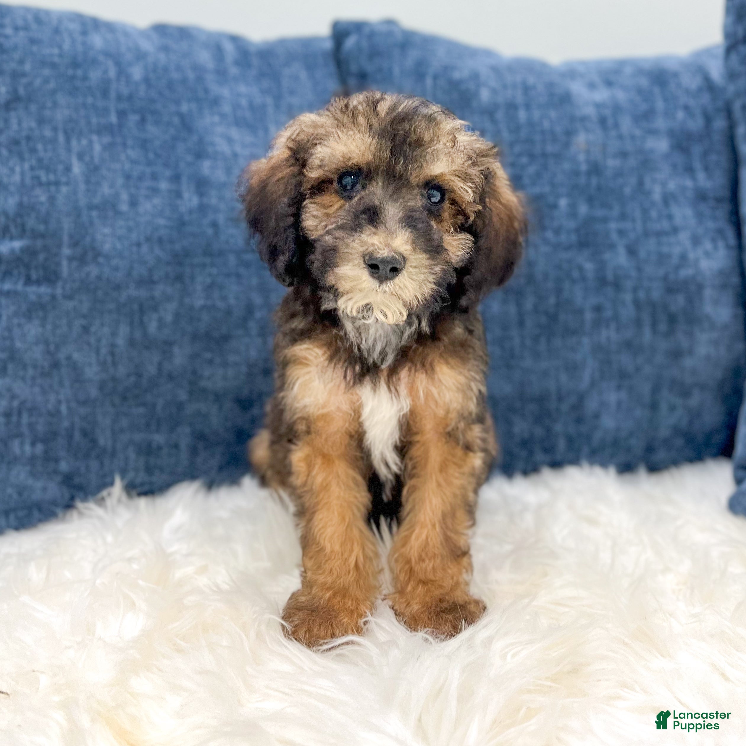 Miniature Poodle dogs Skye - Ad 1