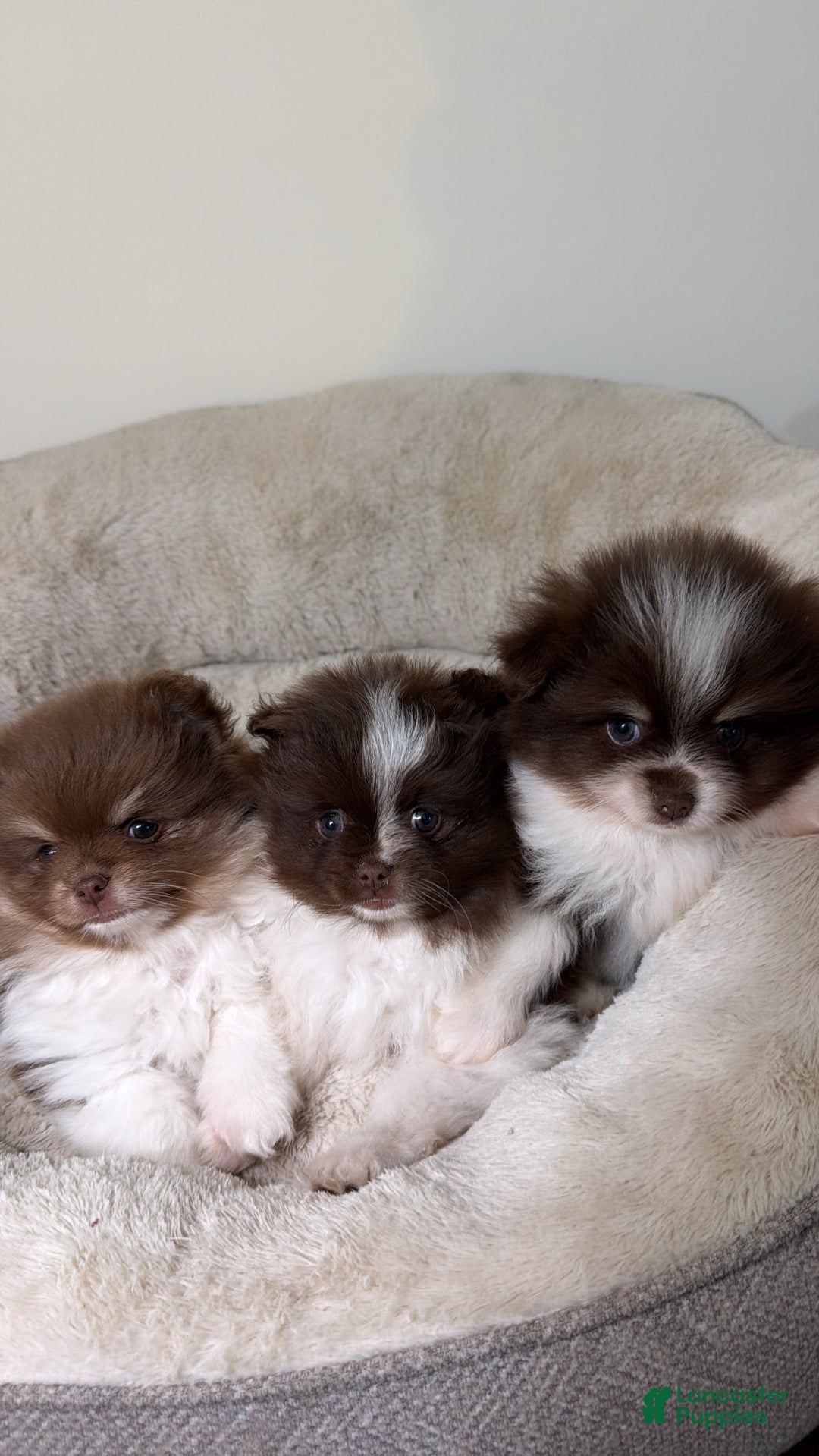 Pomeranian dogs for sale: Teddy  - Ad 3