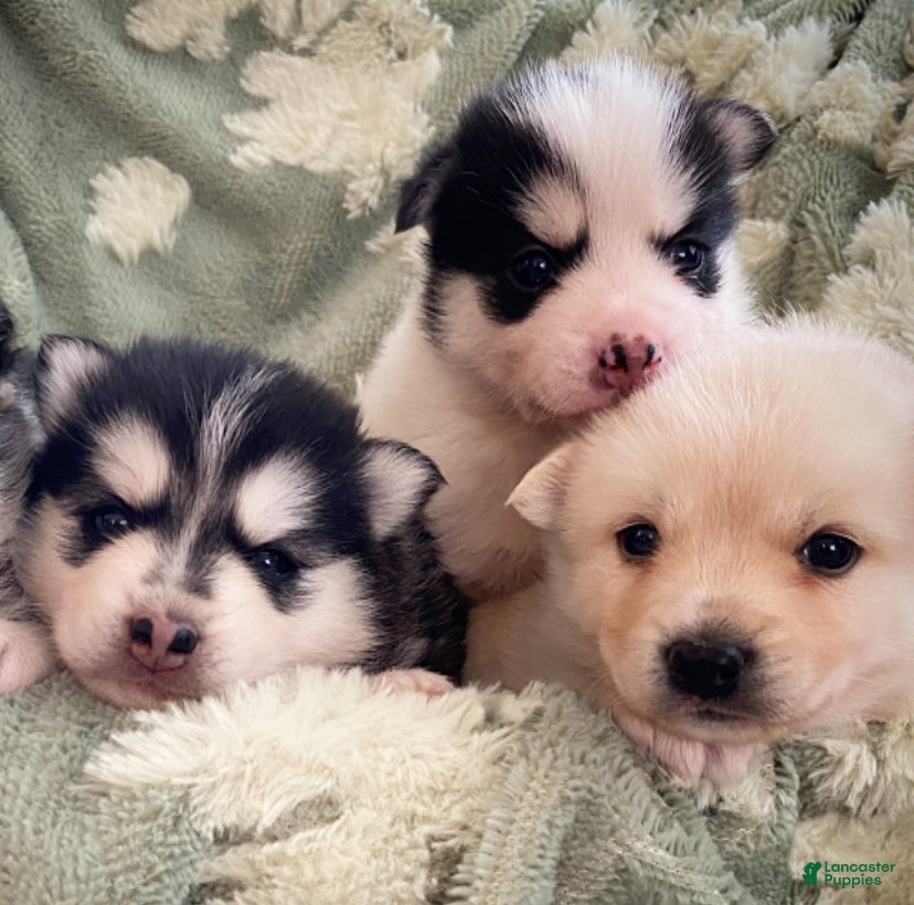 Pomsky dogs Reba - 2 year Health Contract - Family raised  - Ad 2