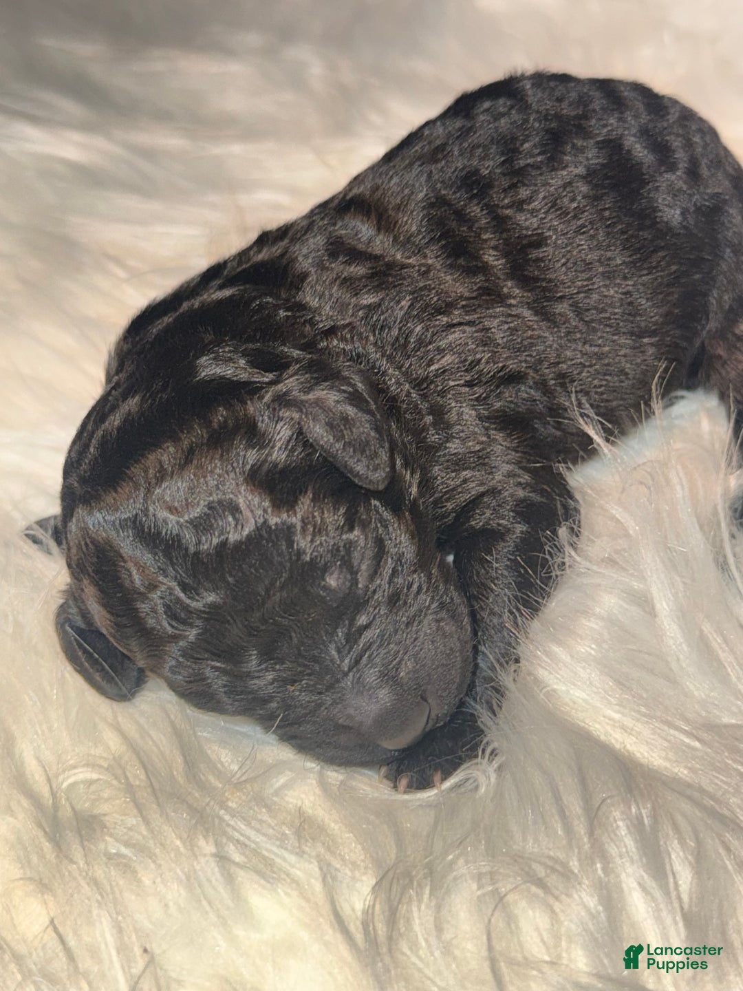 Standard Poodle dogs for sale: Standard Poodle Puppy 5 - Ad 19