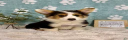 Welsh Corgi Pembroke dogs for sale: Brooks - Ad 3