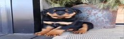 Rottweiler dogs for sale: Kip  - Ad 3
