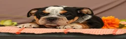 Beabull dogs for sale: Wendy - Ad 5