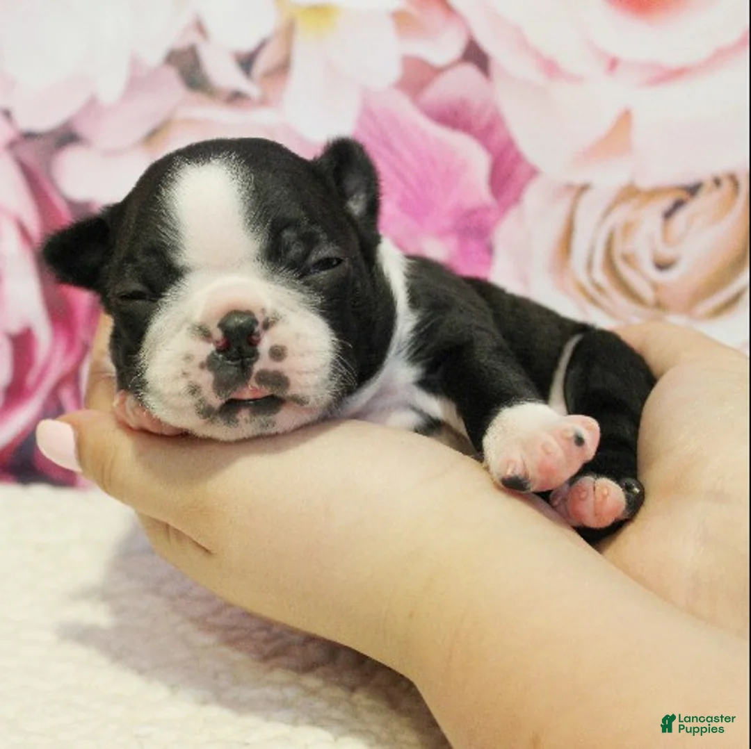 Boston Terrier dogs for sale: Riley - Ad 3