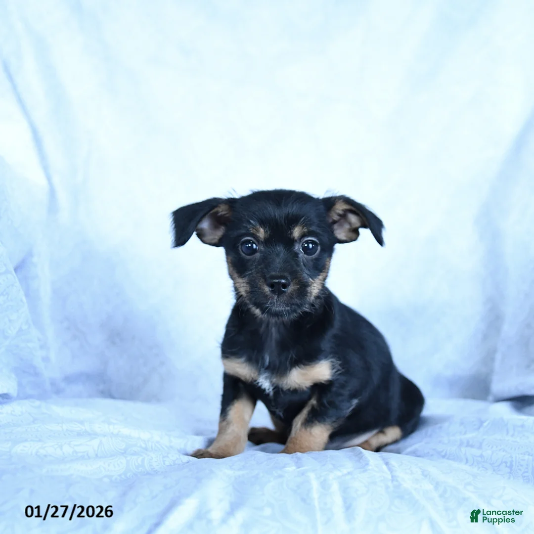 Mixed Breed dogs for sale: Mocha - Ad 3