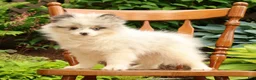 Pomeranian dogs for sale: Cooper - Ad 2