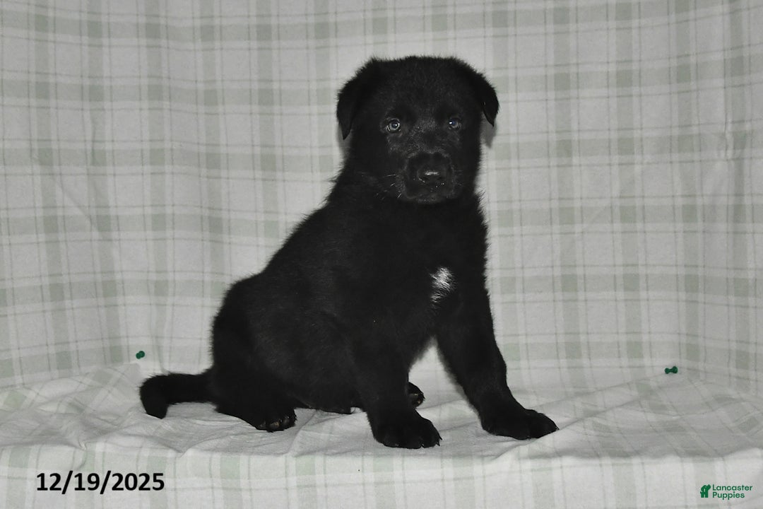 German Shepherd dogs for sale: Zachary - Ad 5