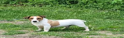 Jack Russell Terrier dogs for sale: Moses STUD for sale - Ad 4