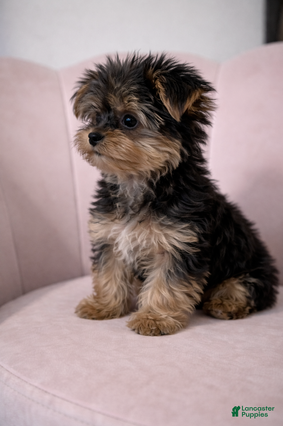 Yorkshire Terrier dogs 🐾 Puppy #2 – Bella (Female) - Ad 13