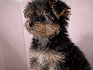 Yorkshire Terrier dogs 🐾 Puppy #2 – Bella (Female) - Ad 22