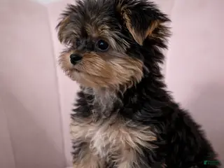 Yorkshire Terrier dogs 🐾 Puppy #2 – Bella (Female) - Ad 31