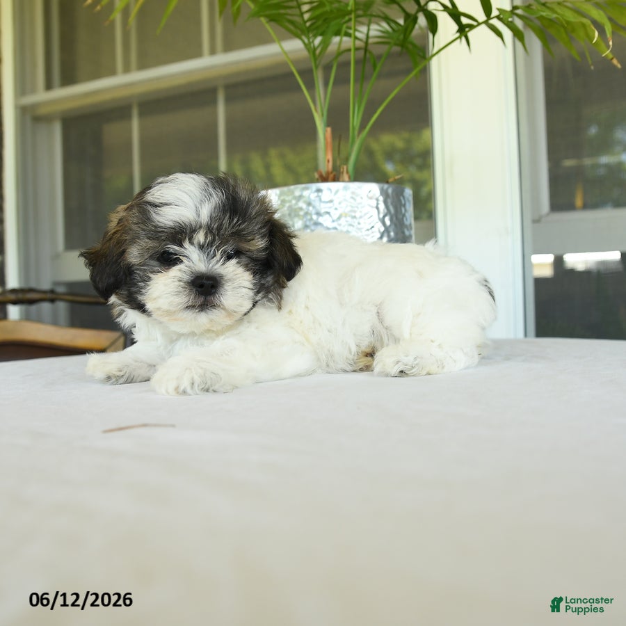 Teddy Bear dogs Kairy - Ad 2