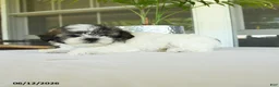 Teddy Bear dogs for sale: Kairy - Ad 3