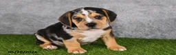 Beabull dogs for sale: Treyson - Ad 4