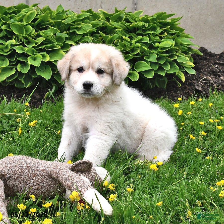 Mixed Breed dogs Sid  - Ad 2