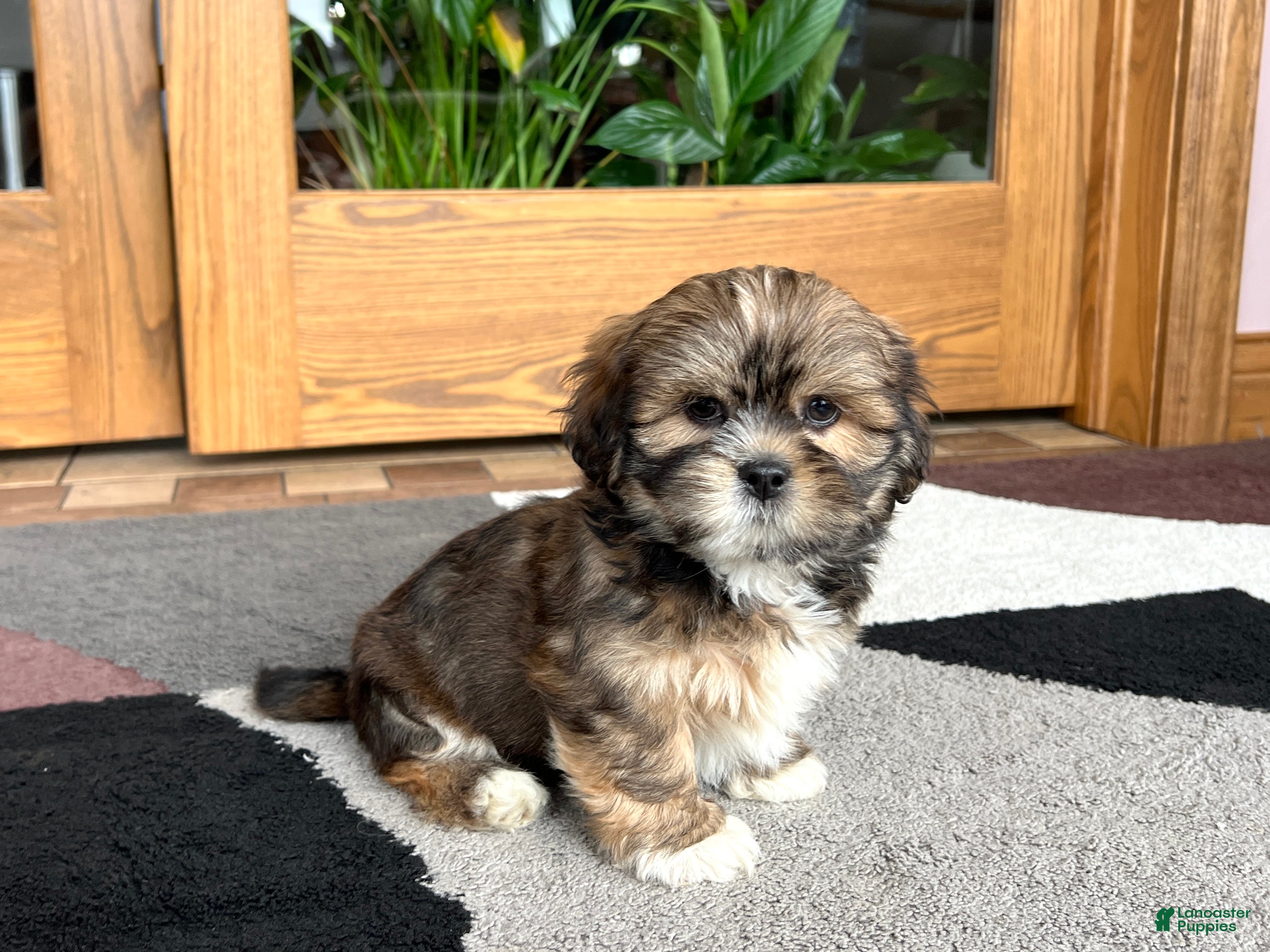 Lhasa Apso dogs Ken - Ad 1