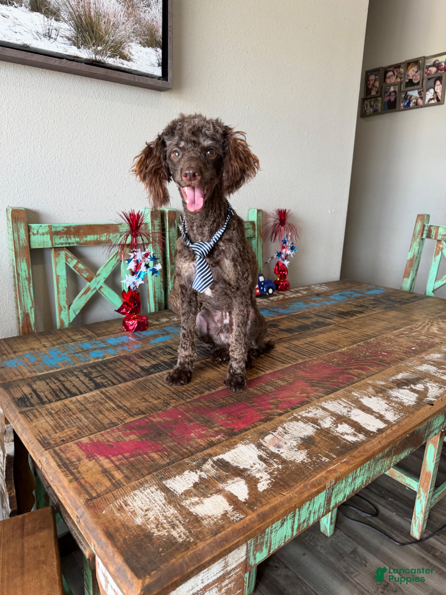 Miniature Poodle dogs for sale: Akc Clear Chocolate Phantom Animal Genetics tested - Ad 7