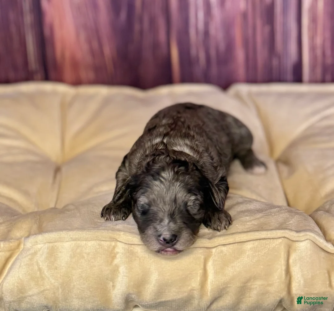 Maltipoo dogs for sale: Sara - Ad 1