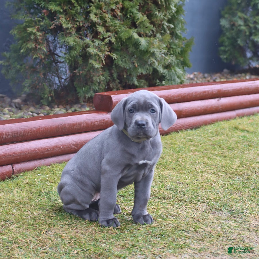 Cane Corso dogs Glory - Ad 2