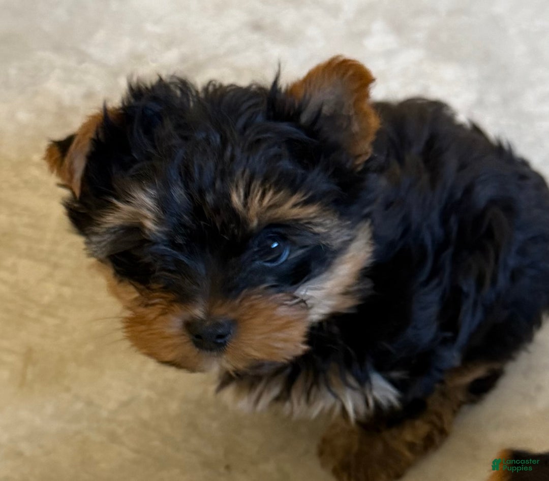 Yorkshire Terrier dogs for sale: Yorkshire Terrier Puppy 1 - Ad 1