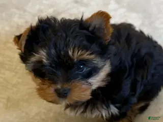Yorkshire Terrier dogs Yorkshire Terrier Puppy 1 - Ad 14